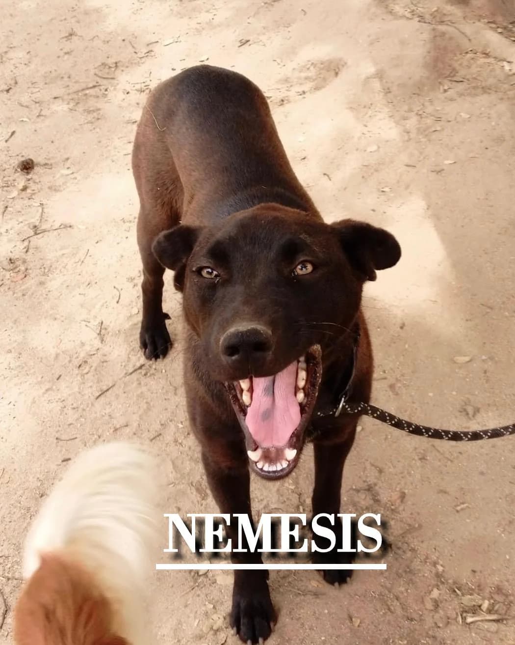 NÉMESIS,  young Mixed Breed for adoption at DogHorseCity, Toledo
