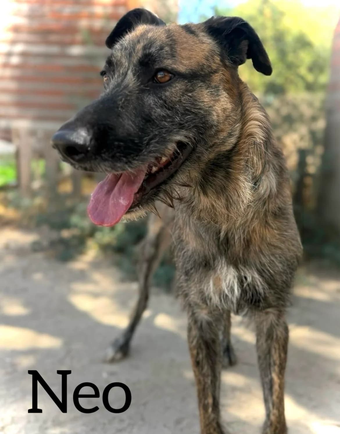 NEO, male young Mixed Breed for adoption at DogHorseCity, Toledo