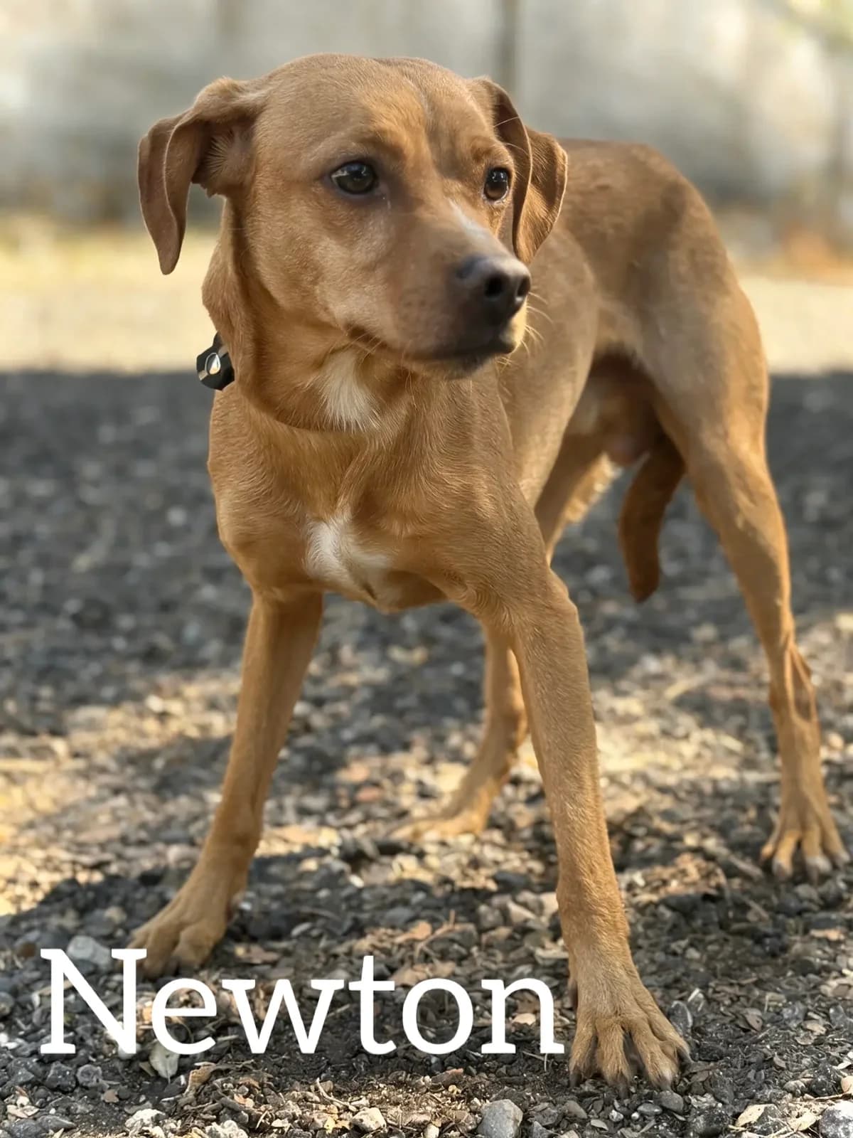 NEWTON, male young Podenco for adoption at DogHorseCity, Toledo