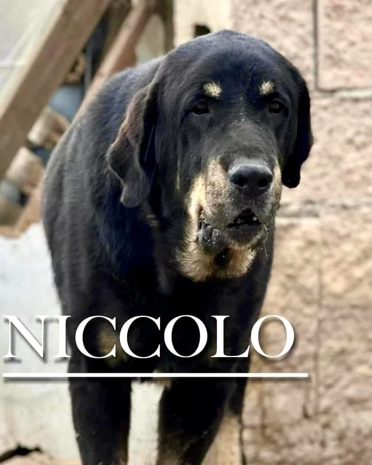 NICCOLO, male senior Spanish Mastiff for adoption at DogHorseCity, Toledo