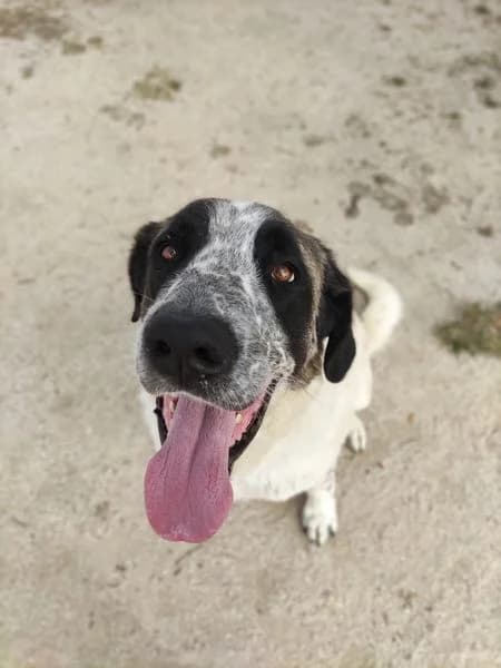 SHIRKHAN,  senior mixed breed for adoption at DogHorseCity, Toledo
