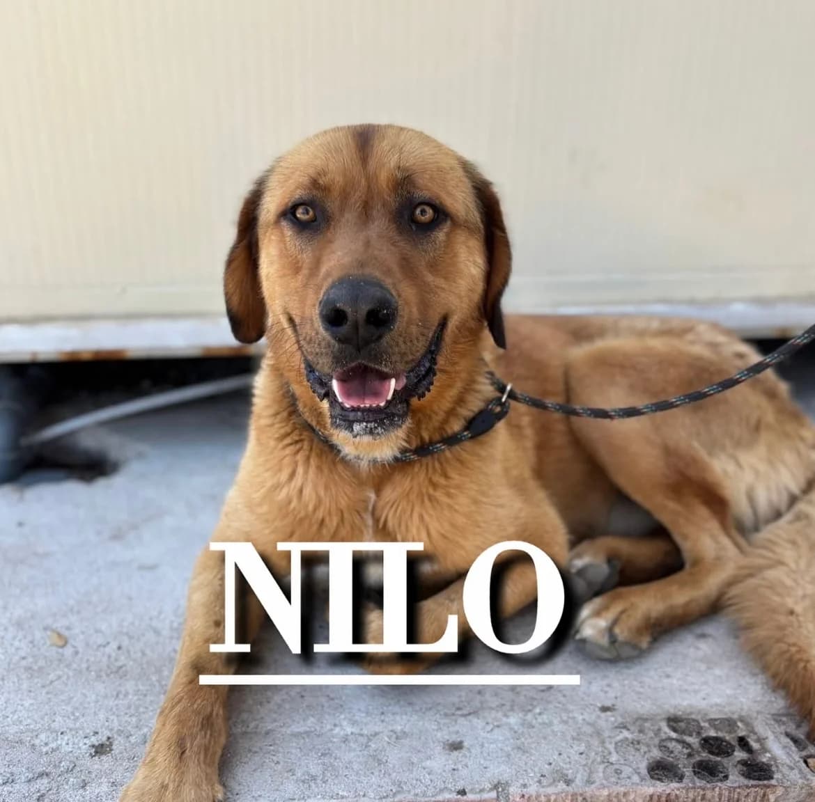 NILO,  4yo Spanish Mastiff for adoption at DogHorseCity, Toledo