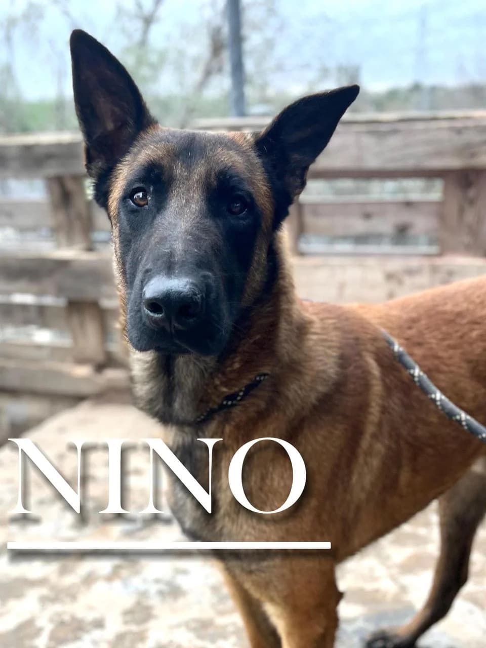 NINO, male 3yo Belgian Malinois for adoption at DogHorseCity, Toledo