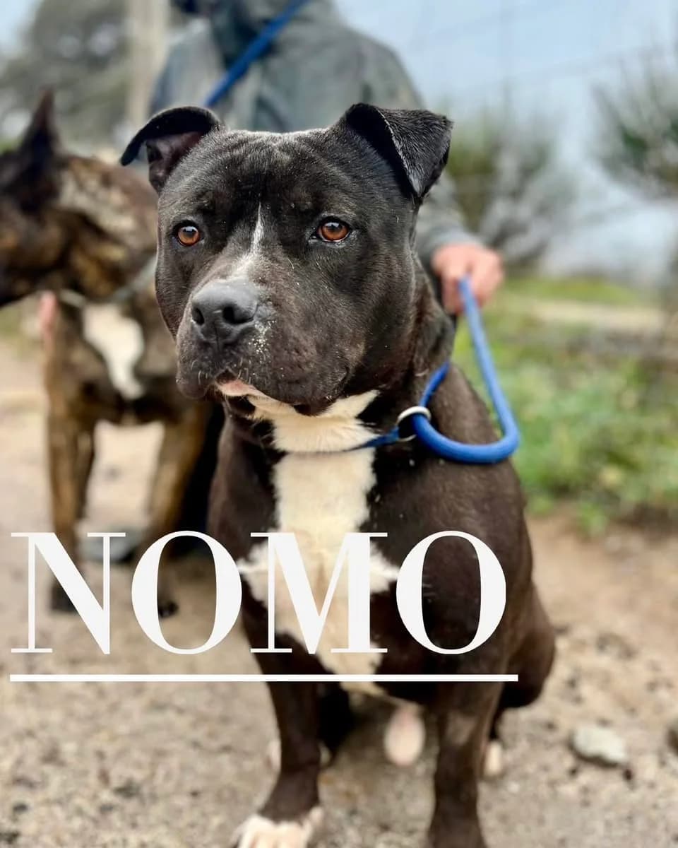 NOMO,  5yo Pit Bull Terrier for adoption at DogHorseCity, Toledo