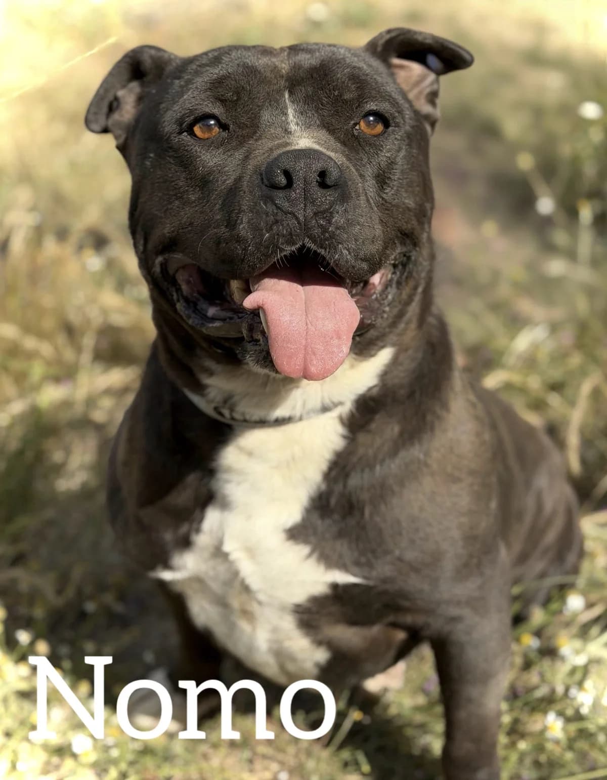 NOMO, male 5yo Pit Bull Terrier for adoption at DogHorseCity, Toledo
