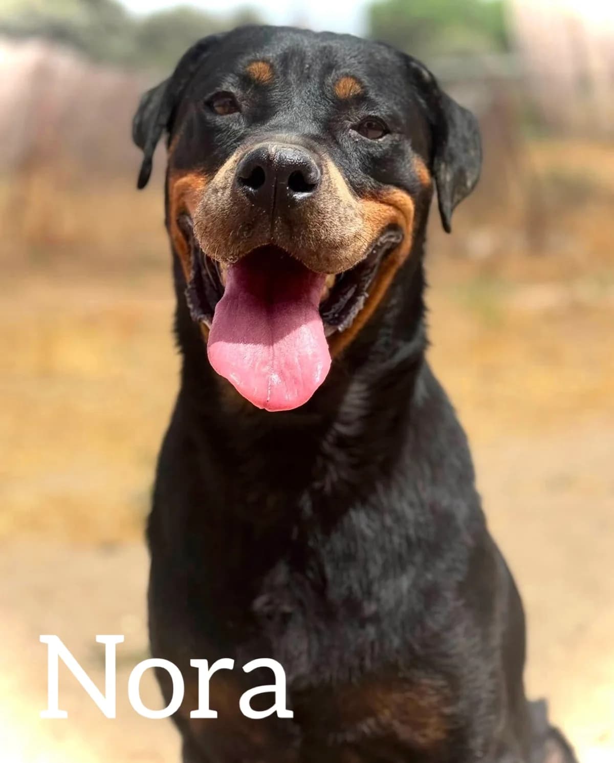 NORA, female 6yo Rottweiler for adoption at DogHorseCity, Toledo