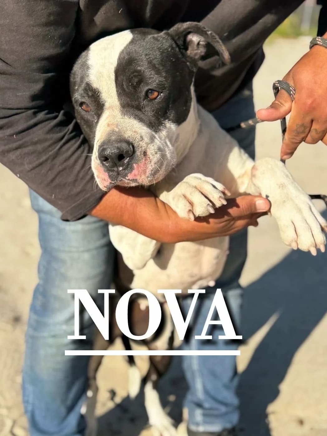 NOVA,  4yo American Staffordshire Terrier for adoption at DogHorseCity, Toledo