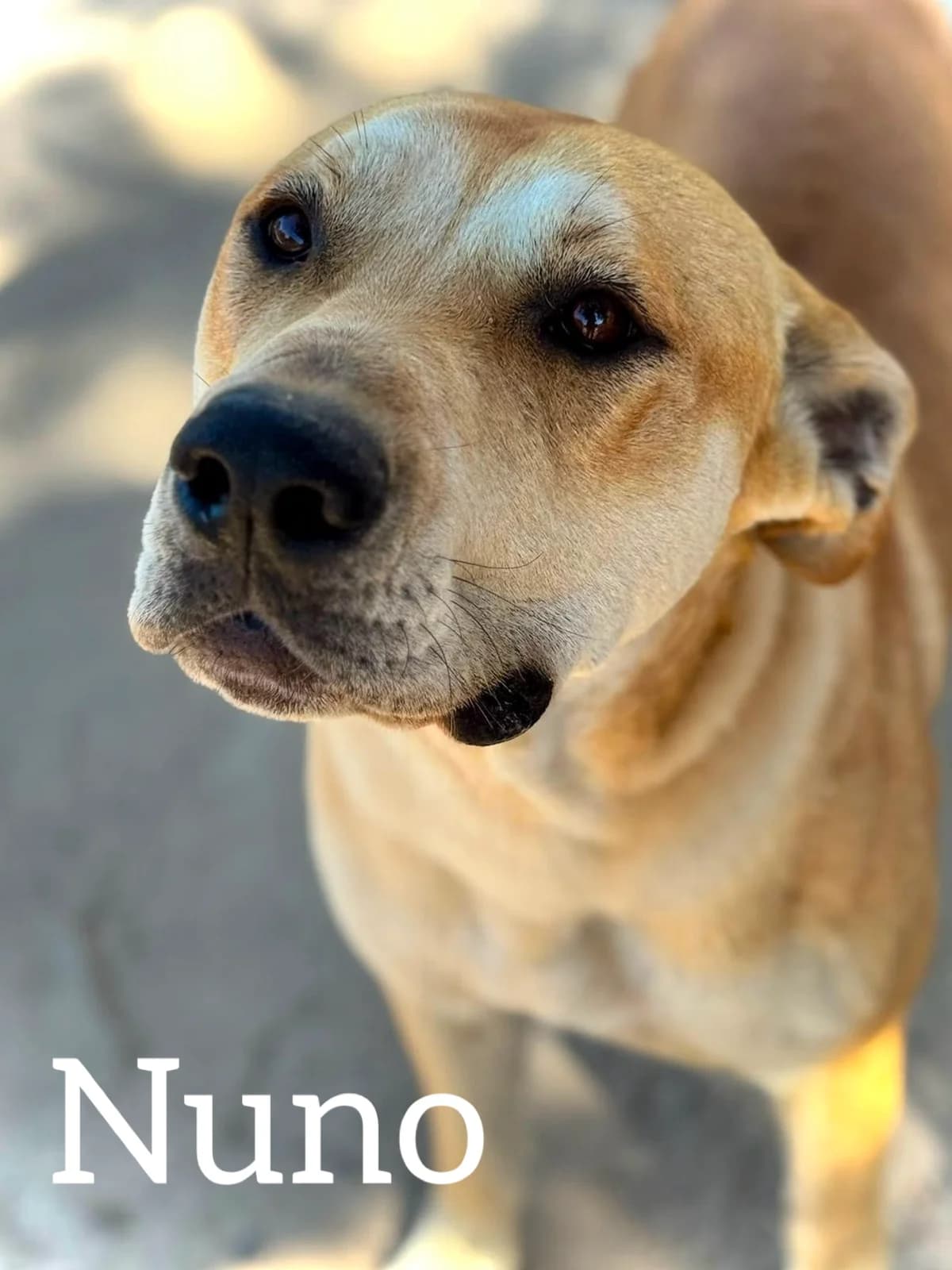 NUNO, male young Pit Bull Terrier for adoption at DogHorseCity, Toledo