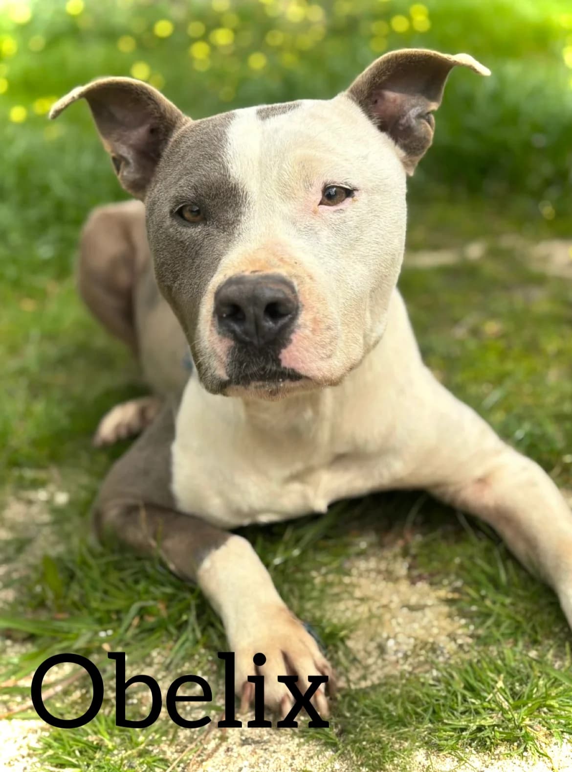OBELIX, male 5yo American Staffordshire Terrier for adoption at DogHorseCity, Toledo