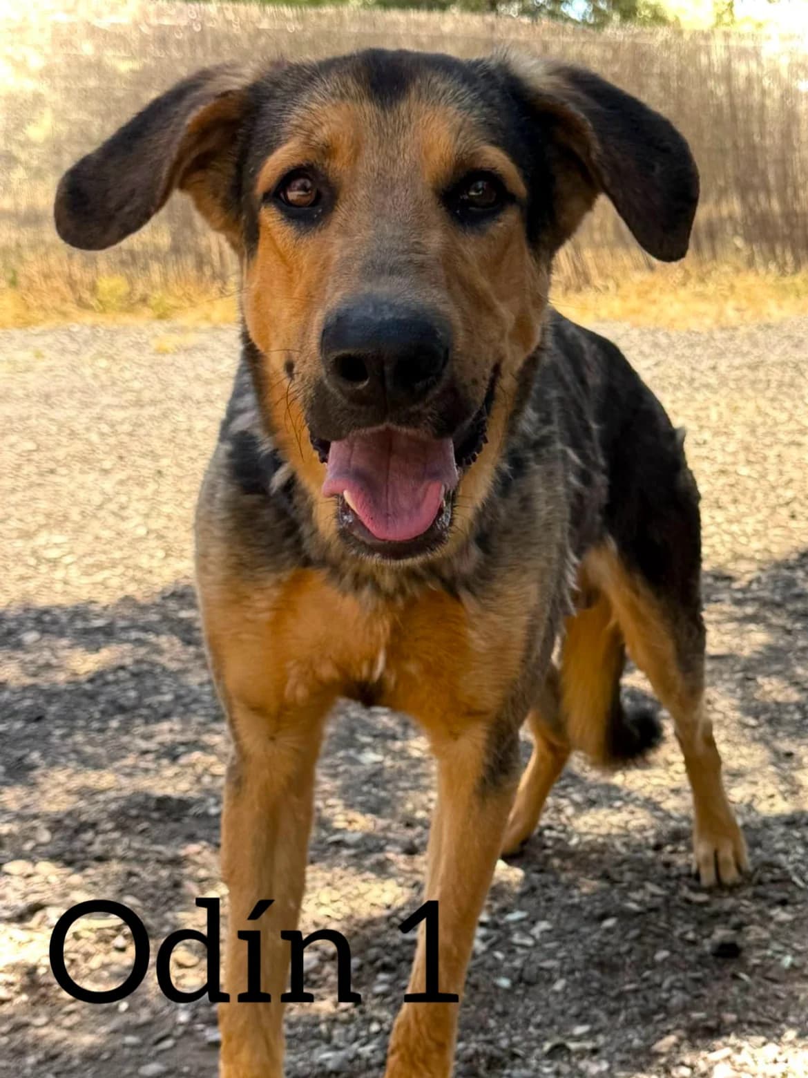 ODIN 1, male young Mixed Breed for adoption at DogHorseCity, Toledo
