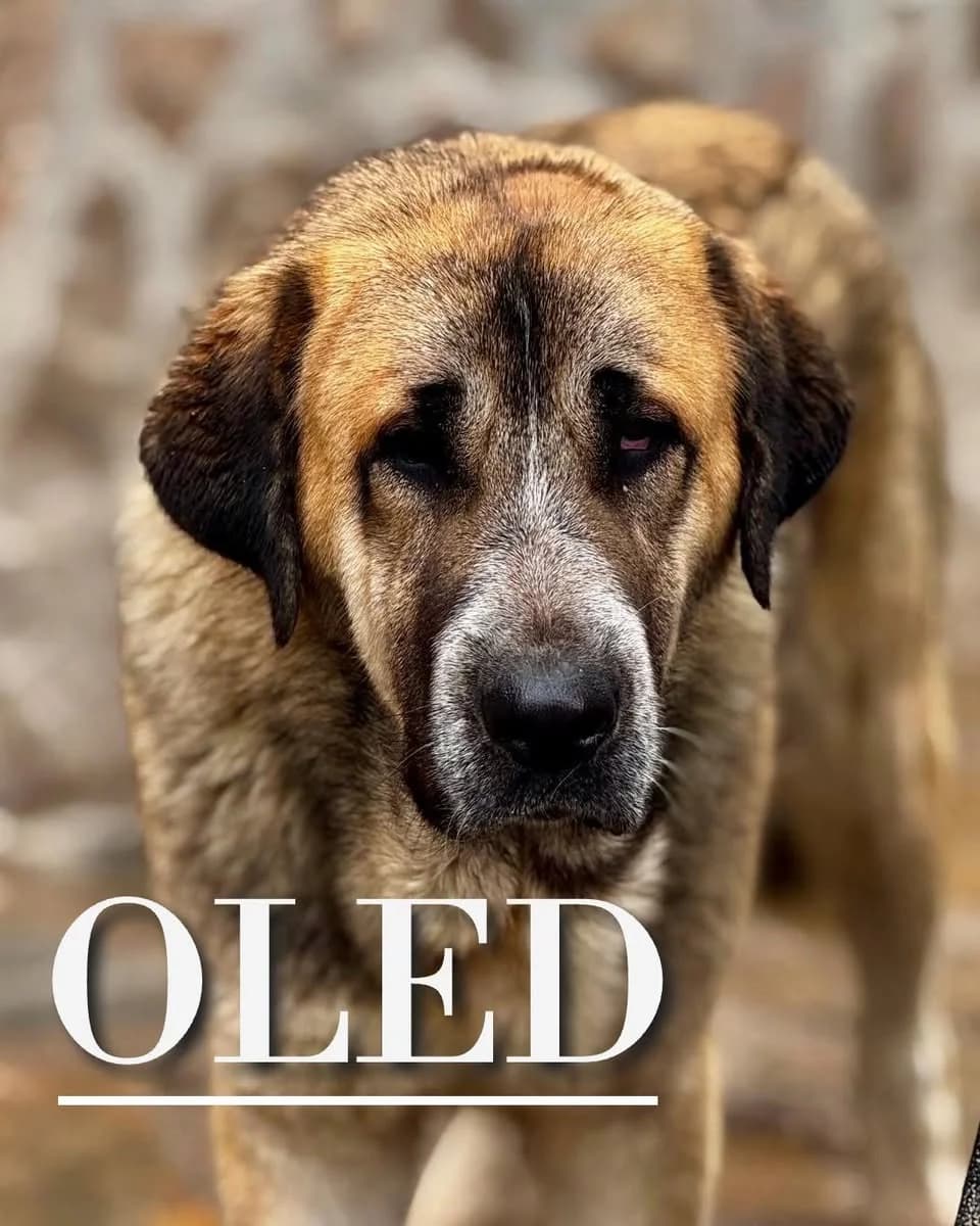 OLED,  4yo Spanish Mastiff for adoption at DogHorseCity, Toledo