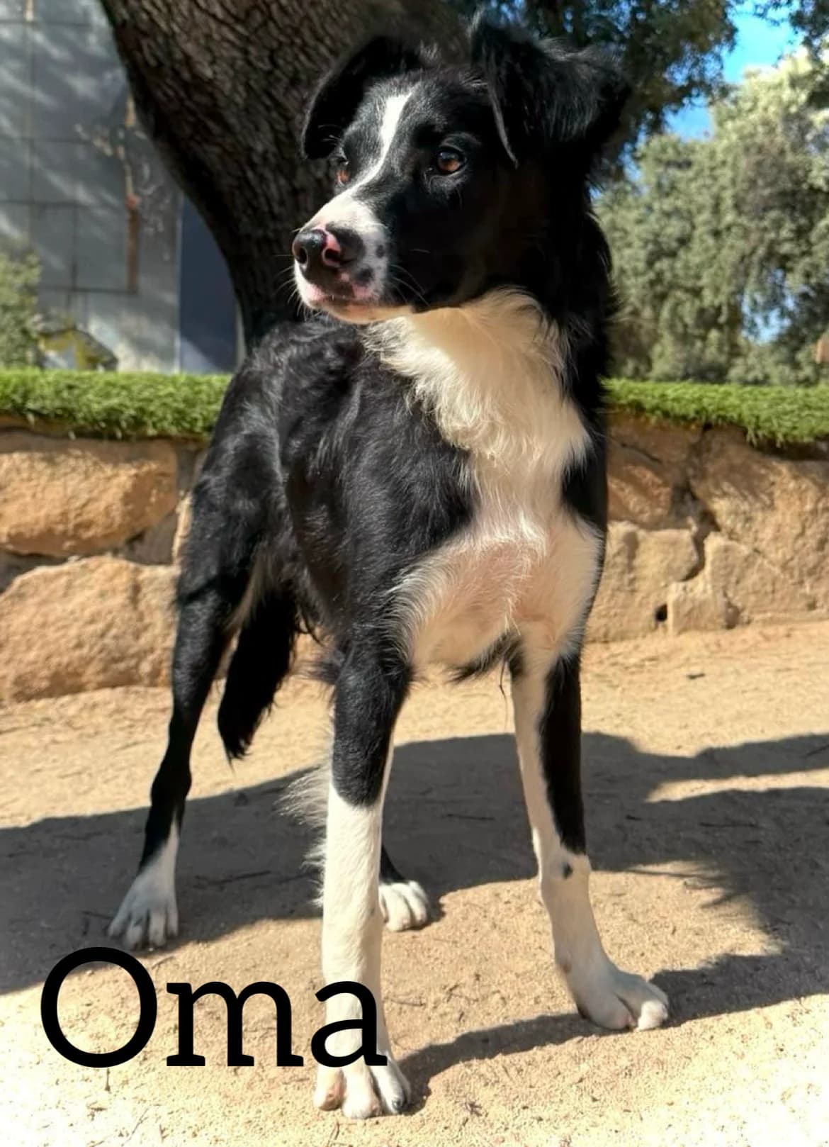 OMA, female puppy Border Collie for adoption at DogHorseCity, Toledo