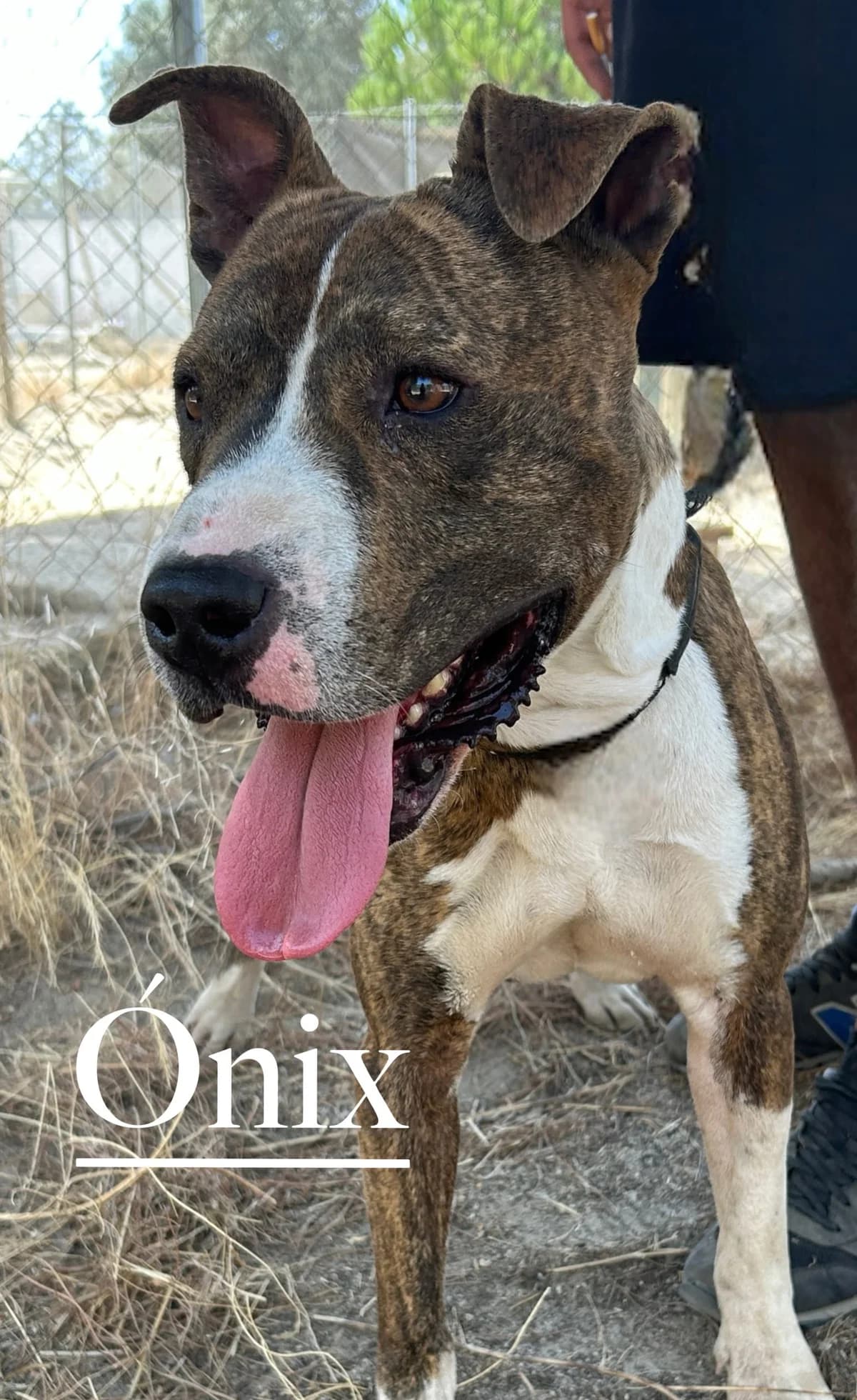 ÓNIX, male young Pit Bull Terrier for adoption at DogHorseCity, Toledo