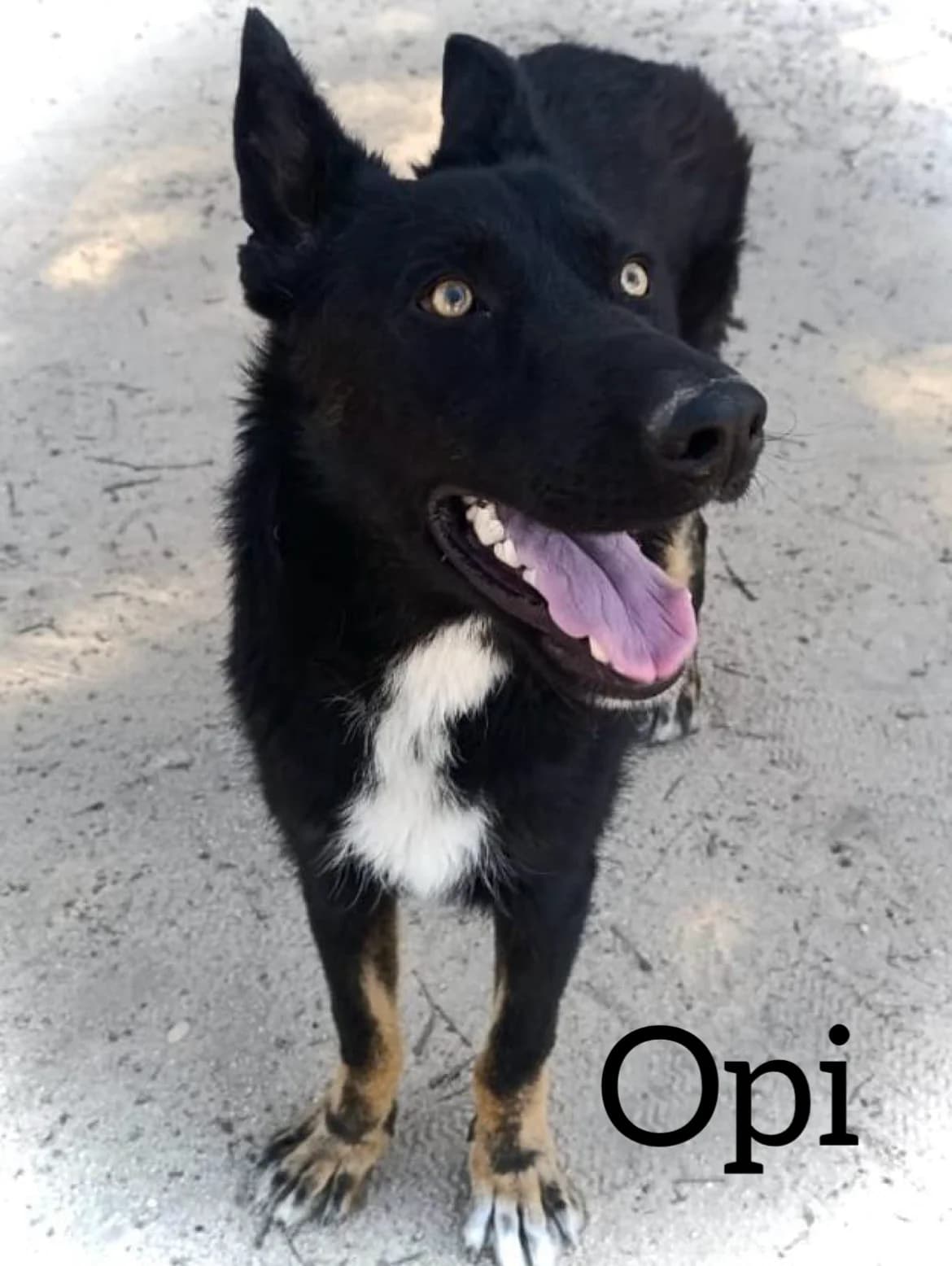 OPI, male young mixed breed for adoption at DogHorseCity, Toledo