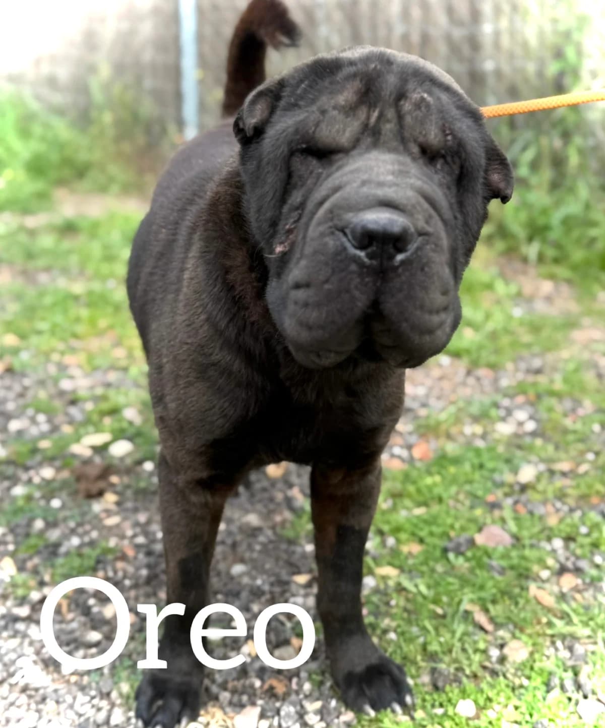 OREO, male young mixed breed for adoption at DogHorseCity, Toledo
