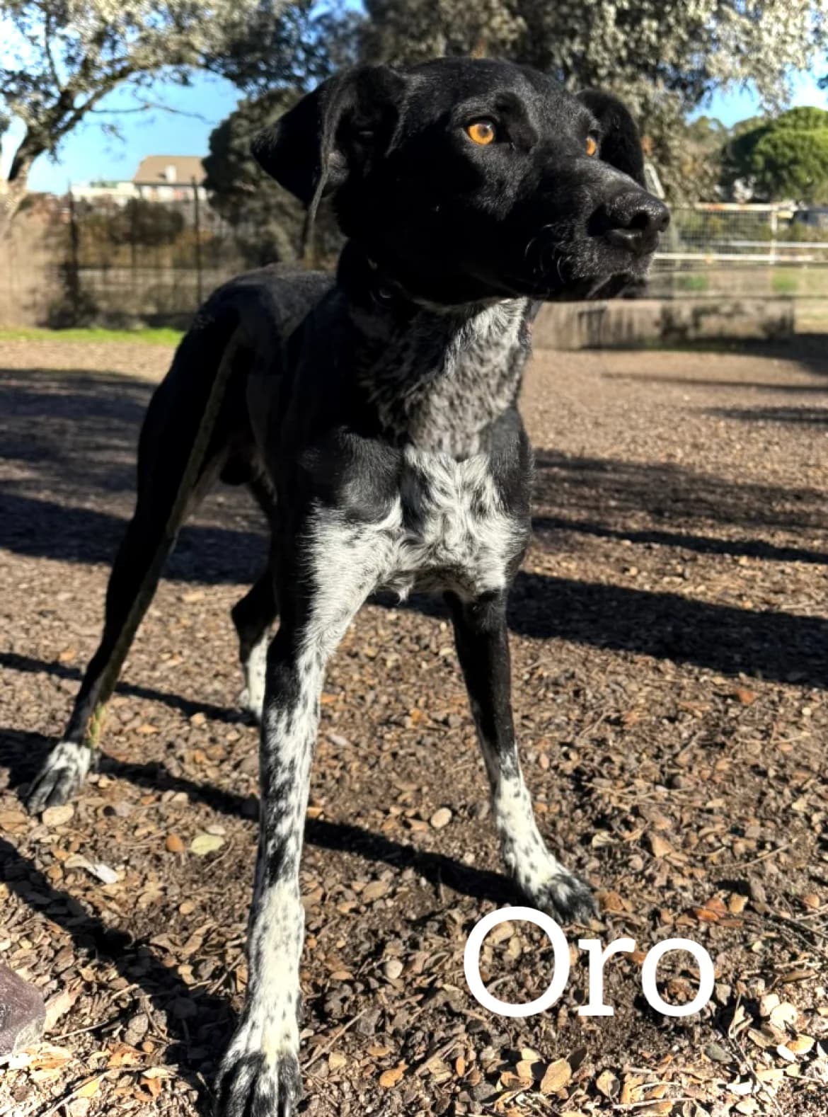 ORO, male young Mixed Breed for adoption at DogHorseCity, Toledo