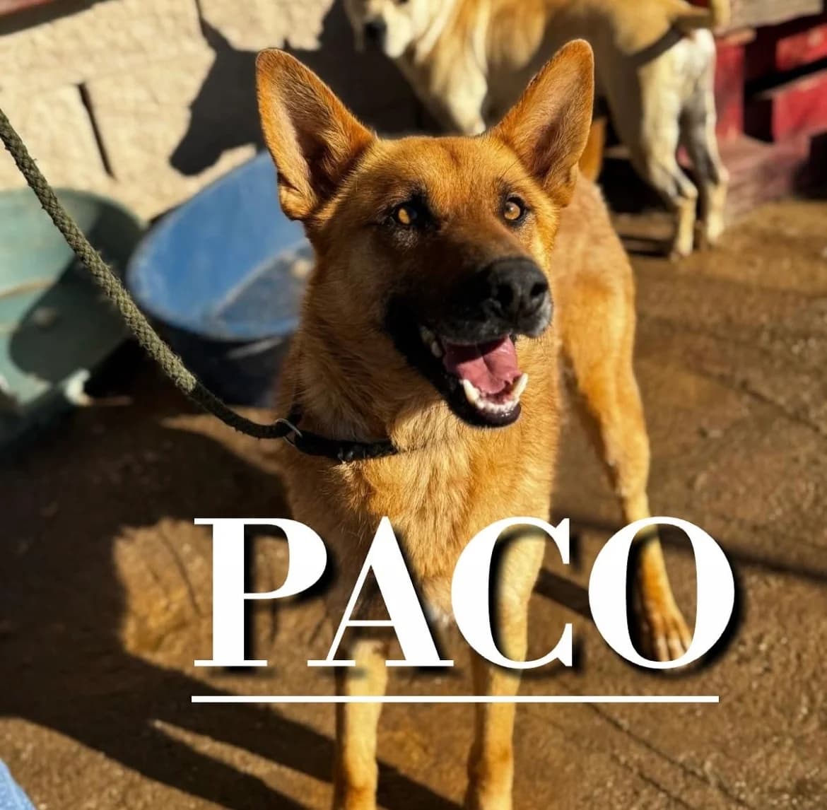 PACO,  4yo Mixed Breed for adoption at DogHorseCity, Toledo