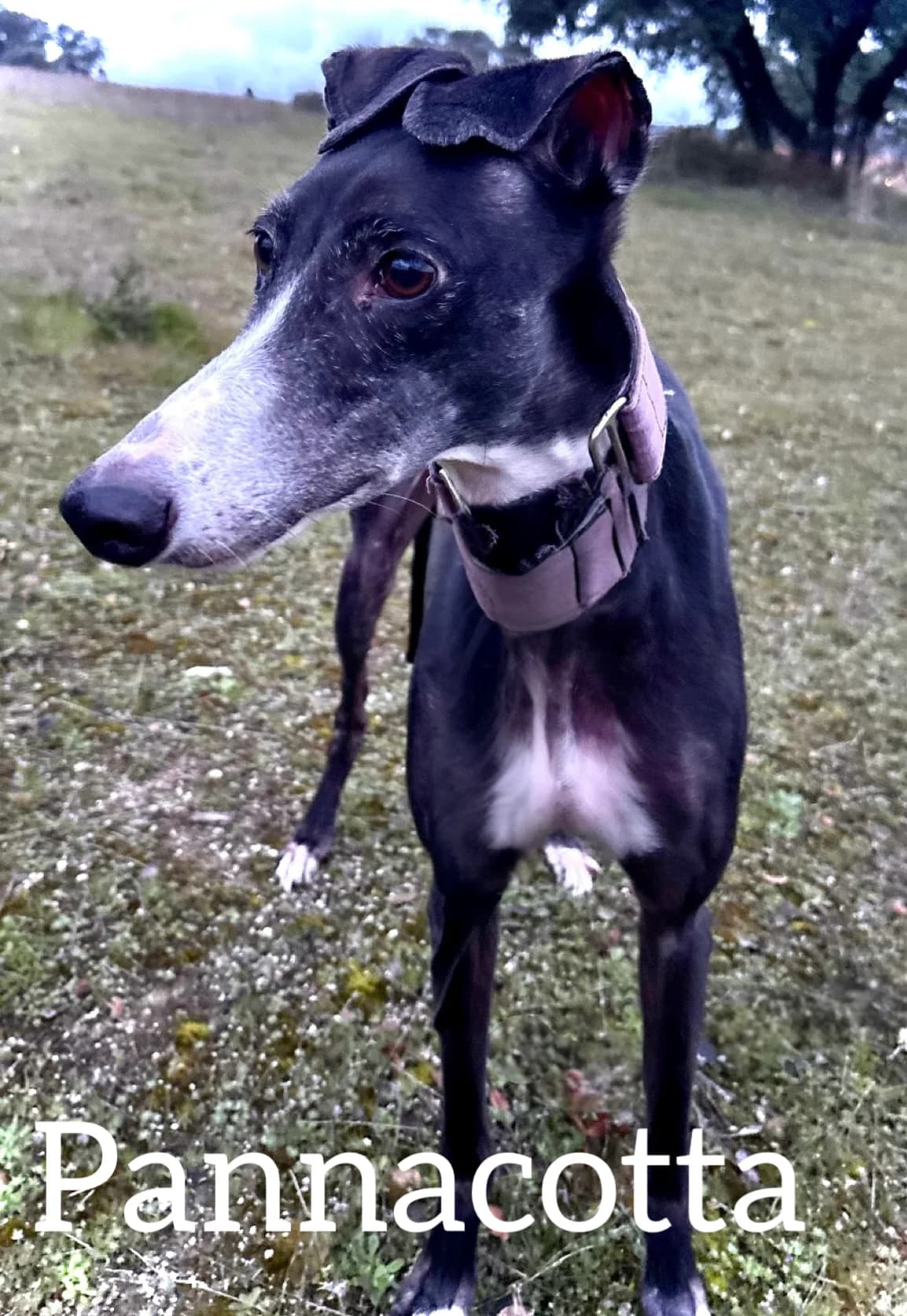 PANNACOTTA, female senior Galgo Español for adoption at DogHorseCity, Toledo