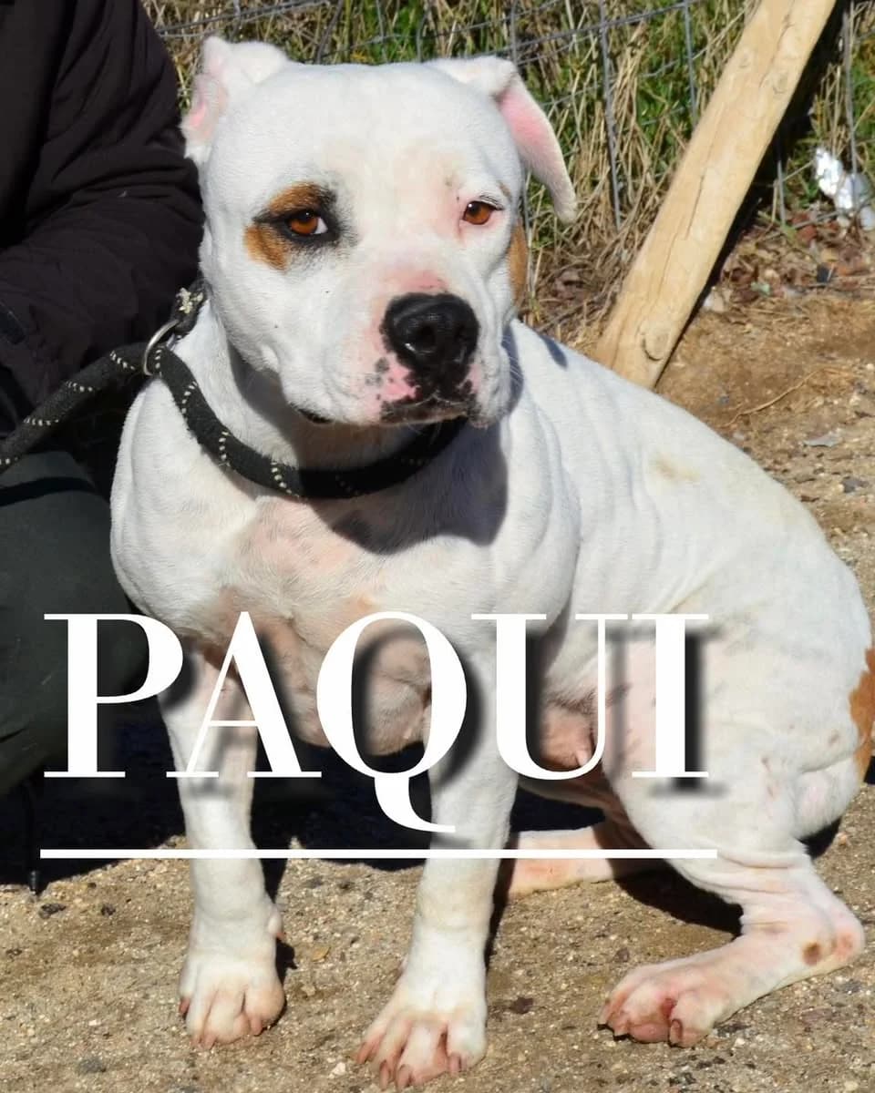 PAQUI,  4yo Pit Bull Terrier for adoption at DogHorseCity, Toledo