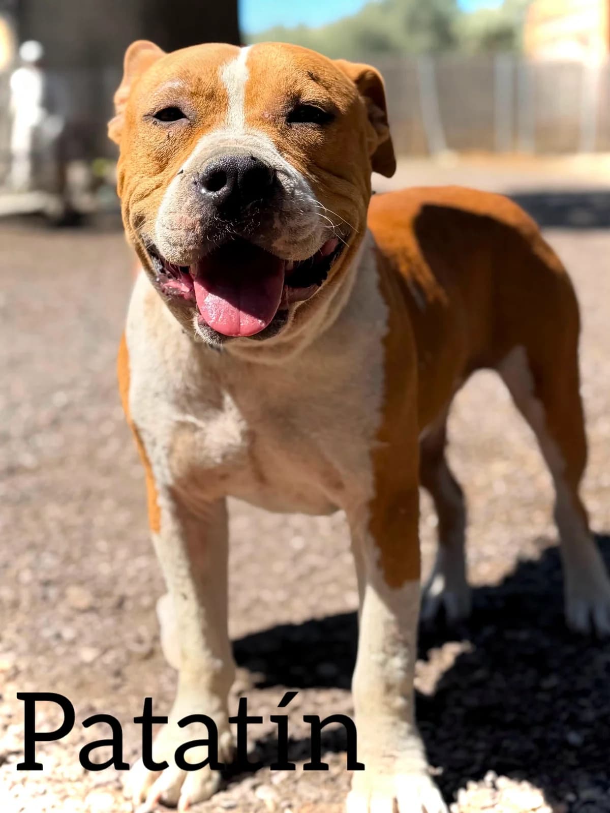 PATATIN, male 3yo American Staffordshire Terrier for adoption at DogHorseCity, Toledo