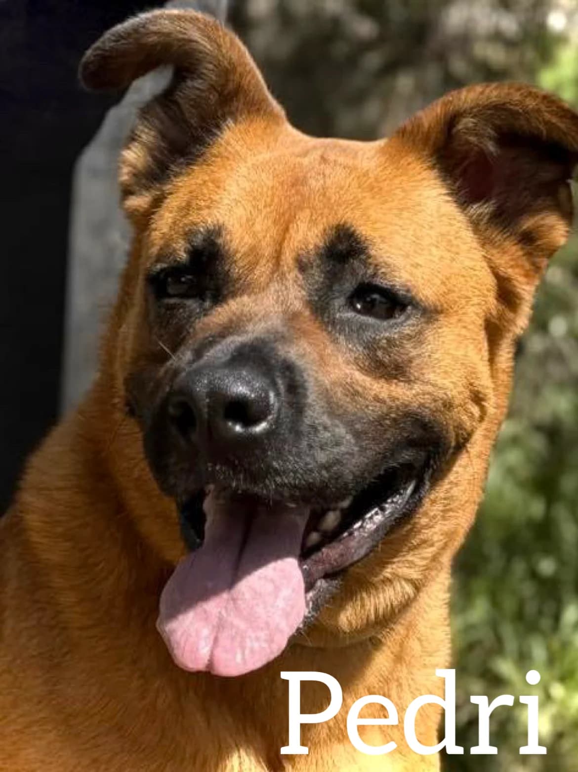 PEDRI,  4yo German Shepherd for adoption at DogHorseCity, Toledo