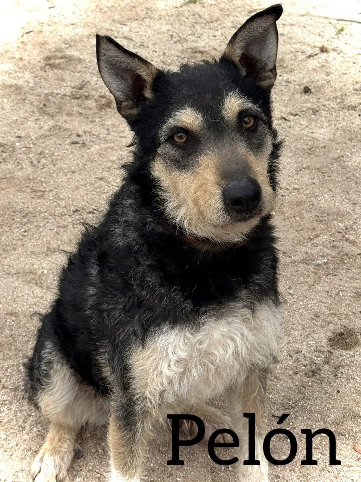 PELÓN, male young Mixed Breed for adoption at DogHorseCity, Toledo