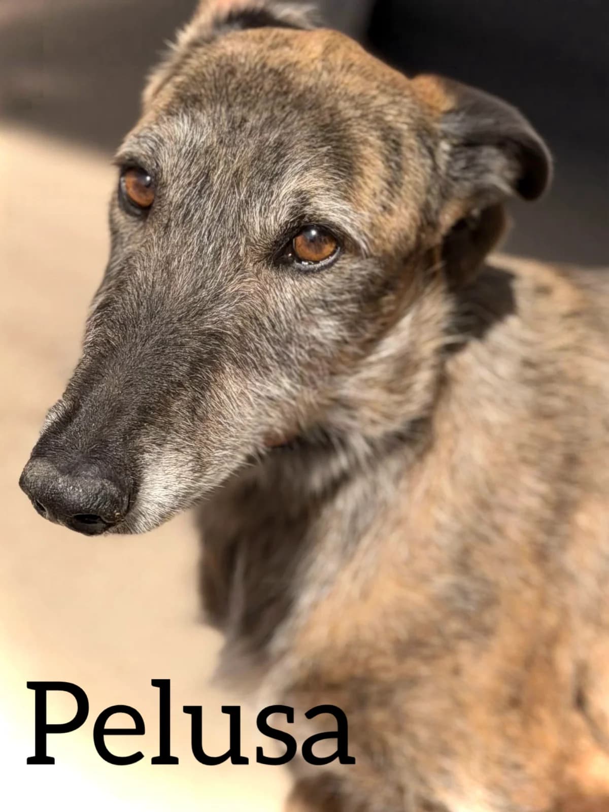 PELUSA, female 7yo Galgo Español for adoption at DogHorseCity, Toledo