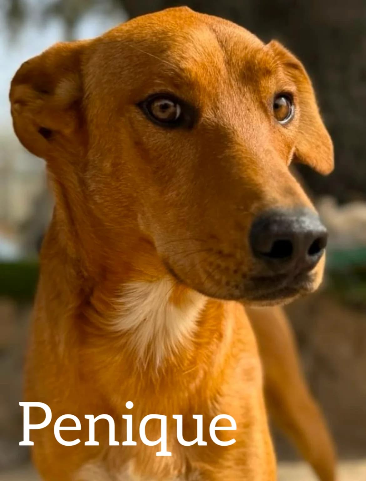 PENIQUE, male young Mixed Breed for adoption at DogHorseCity, Toledo
