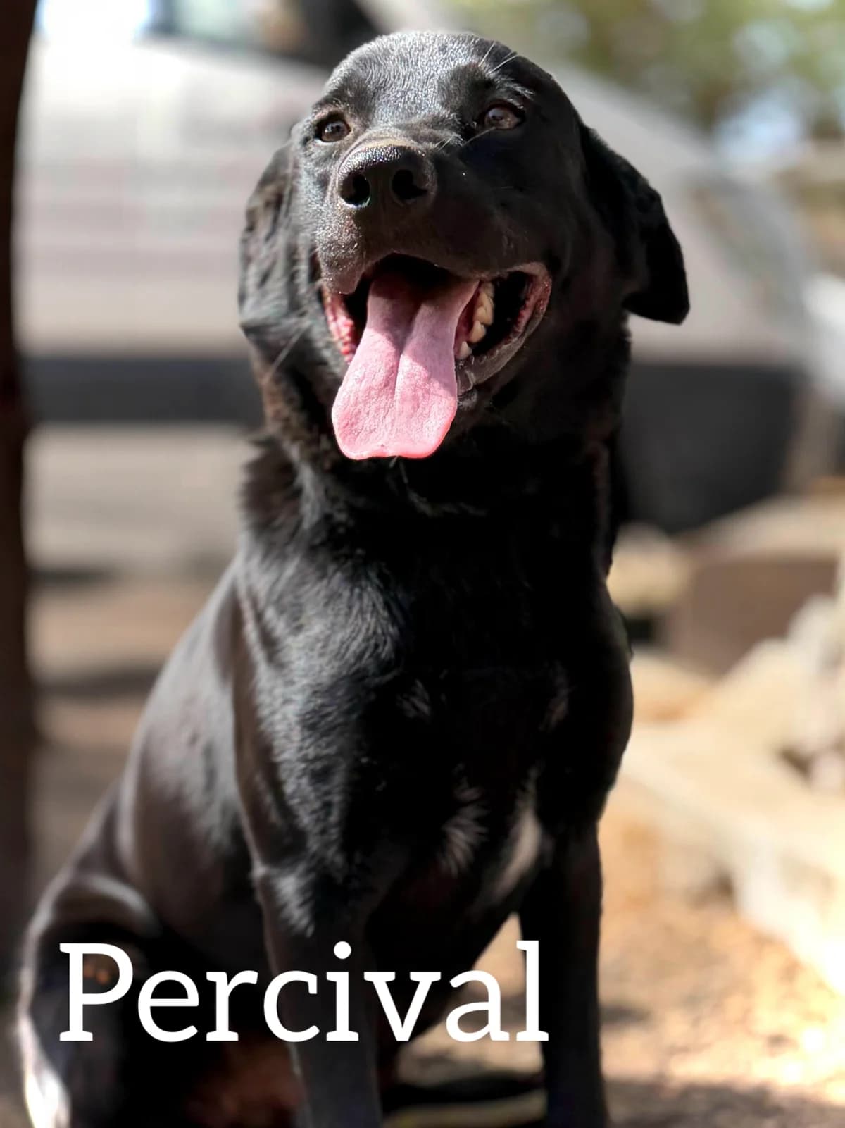 PERCIVAL, male young Labrador Retriever for adoption at DogHorseCity, Toledo