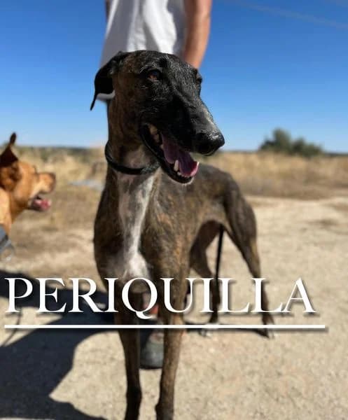 PERIQUILLA,  mixed breed for adoption at DogHorseCity, Toledo