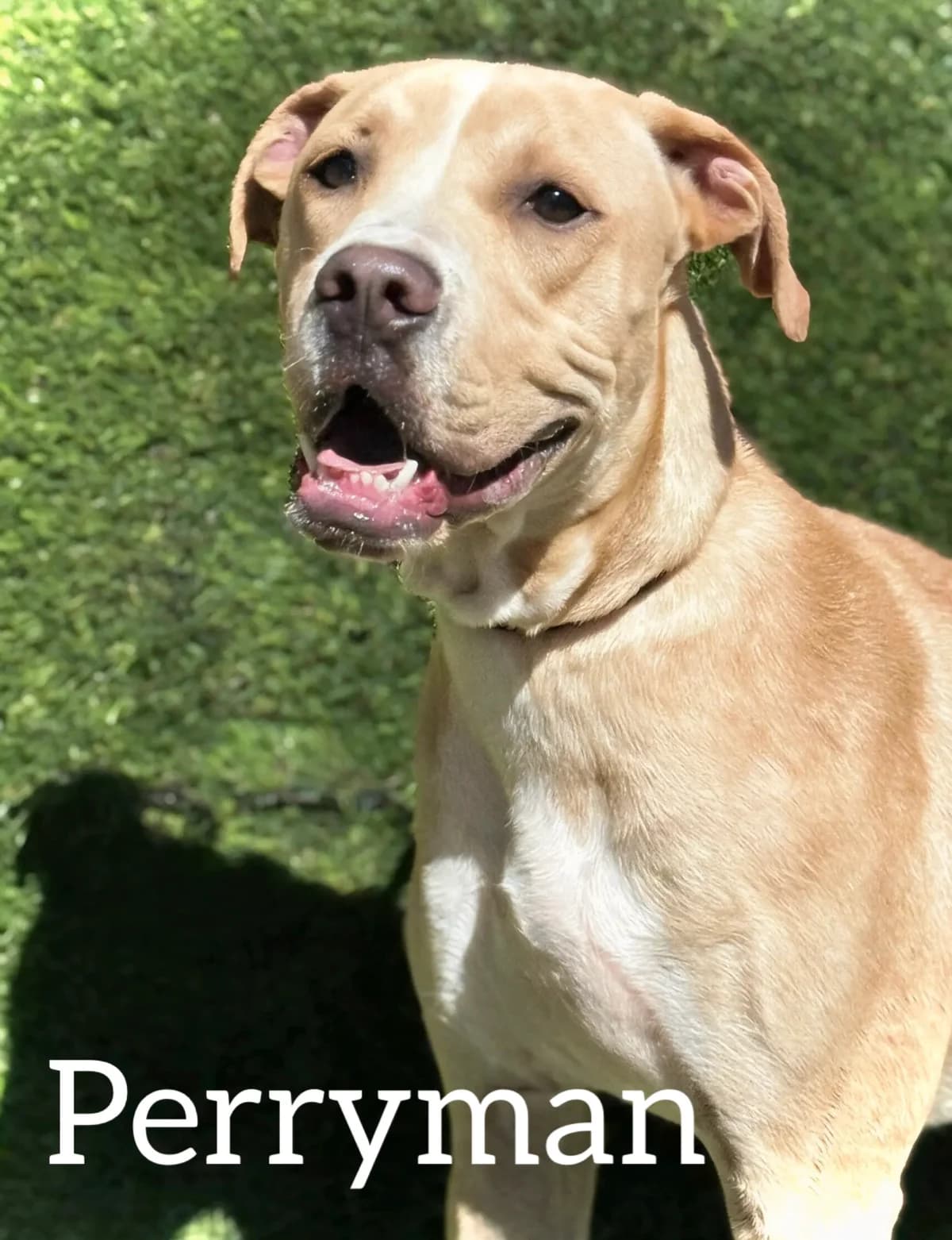 PERRYMAN, male puppy Mixed Breed for adoption at DogHorseCity, Toledo