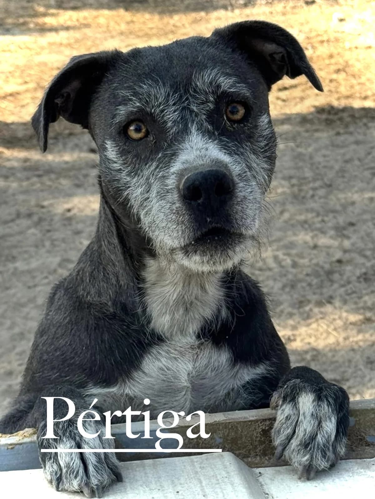 PÉRTIGA, female 3yo Mixed Breed for adoption at DogHorseCity, Toledo