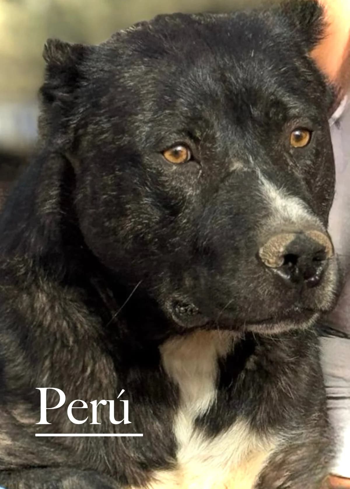 PERÚ, male 5yo Mixed Breed for adoption at DogHorseCity, Toledo