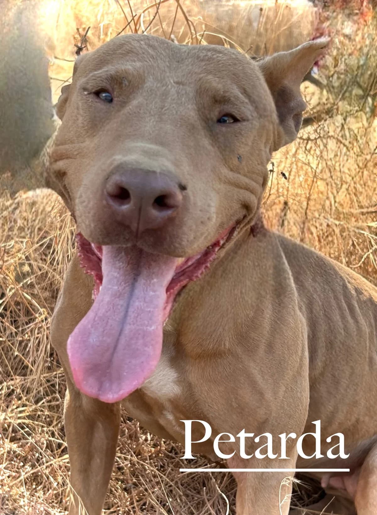 PETARDA, female 3yo Pit Bull Terrier for adoption at DogHorseCity, Toledo
