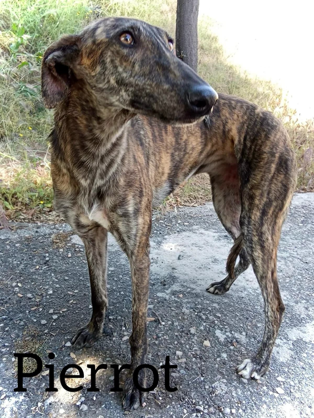 PIERROT, male young Galgo Español for adoption at DogHorseCity, Toledo