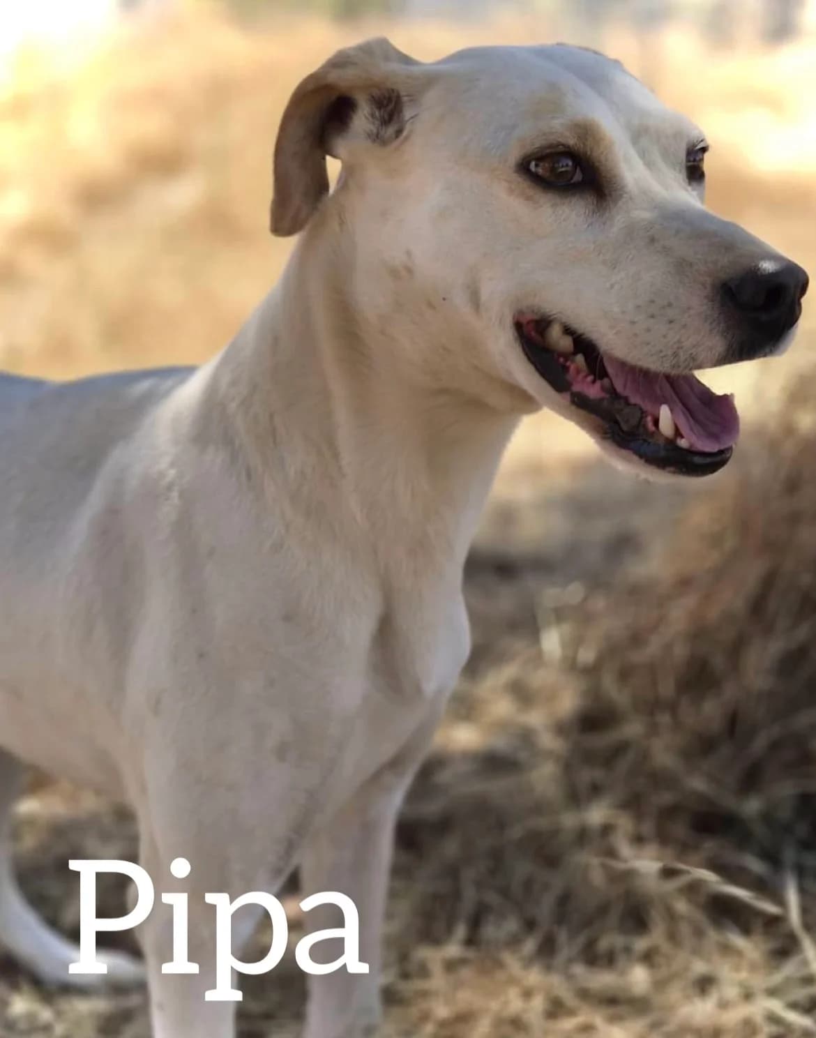 PIPA, female 5yo Dalmatian for adoption at DogHorseCity, Toledo