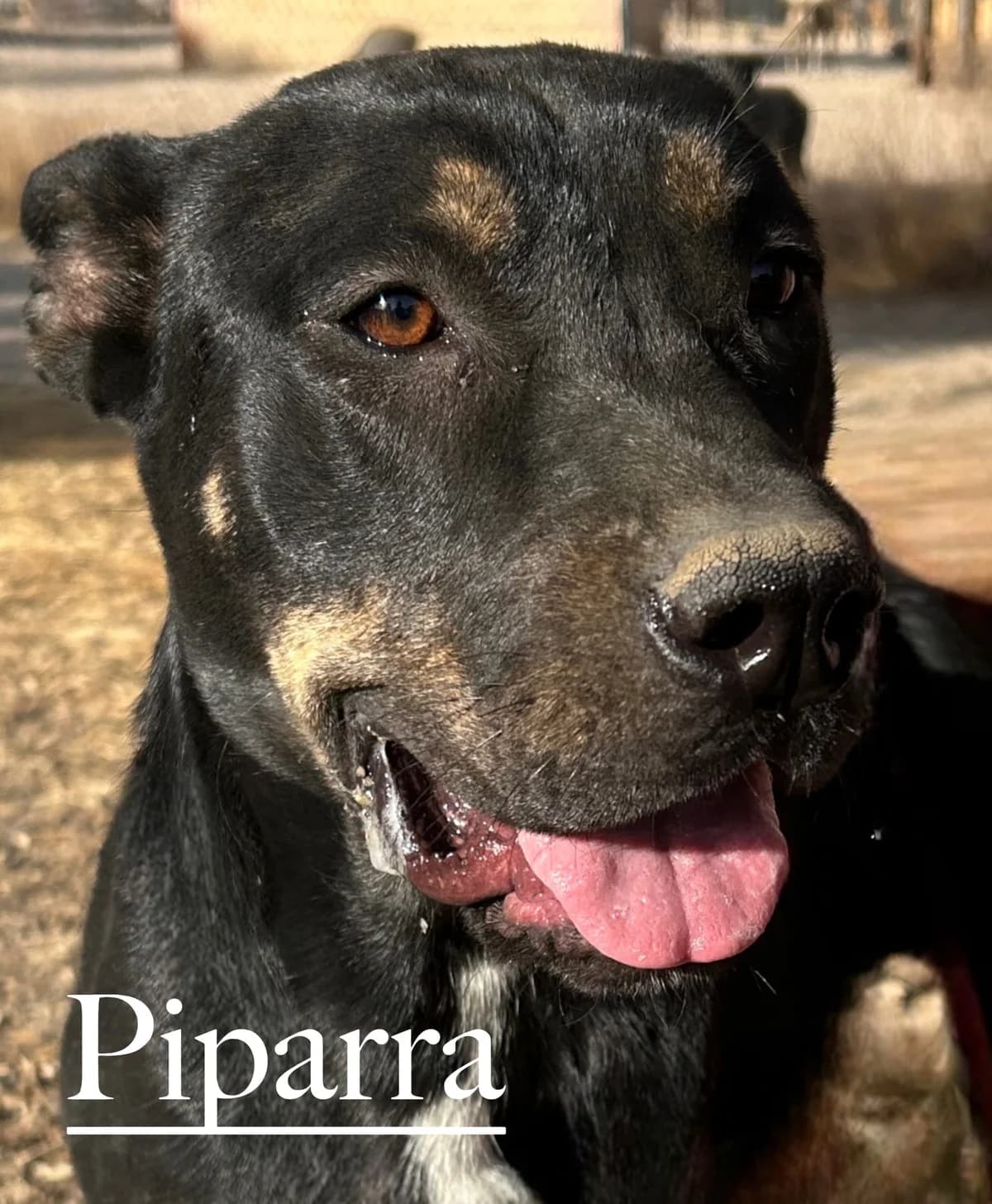 PIPARRA, female 3yo Bull Terrier for adoption at DogHorseCity, Toledo