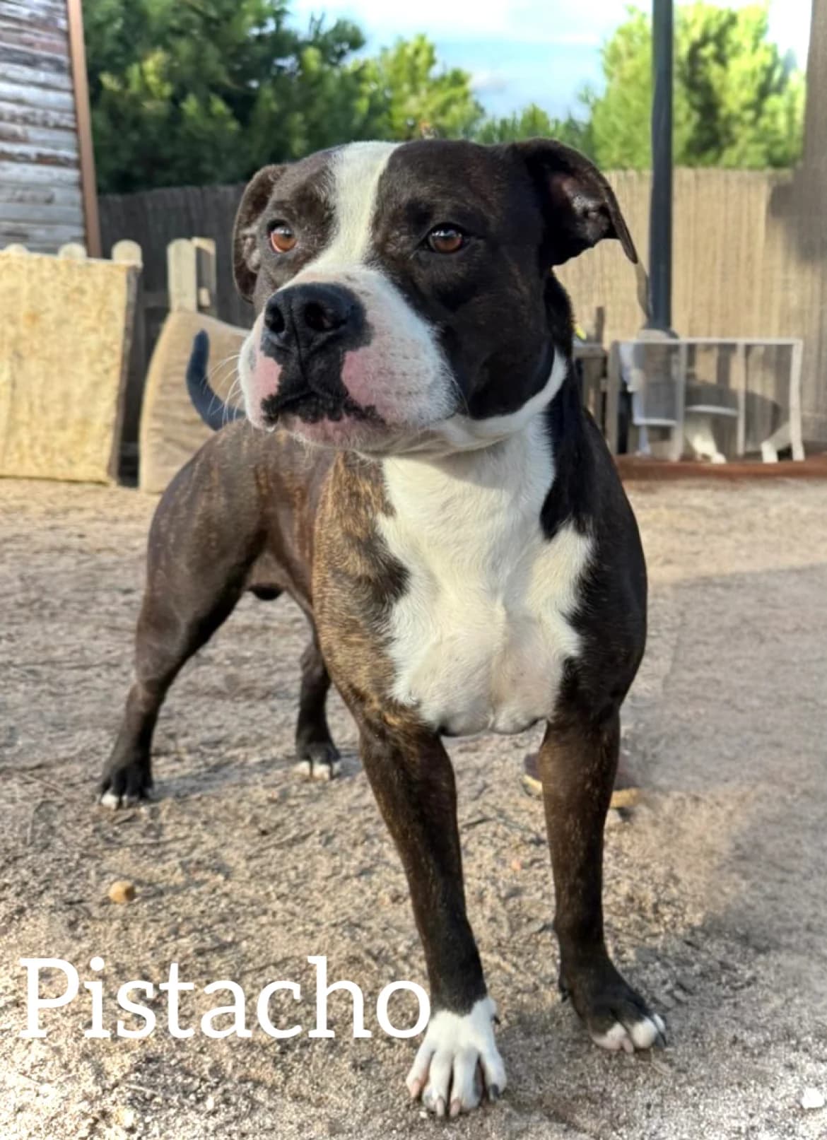 PISTACHO, male young American Staffordshire Terrier for adoption at DogHorseCity, Toledo