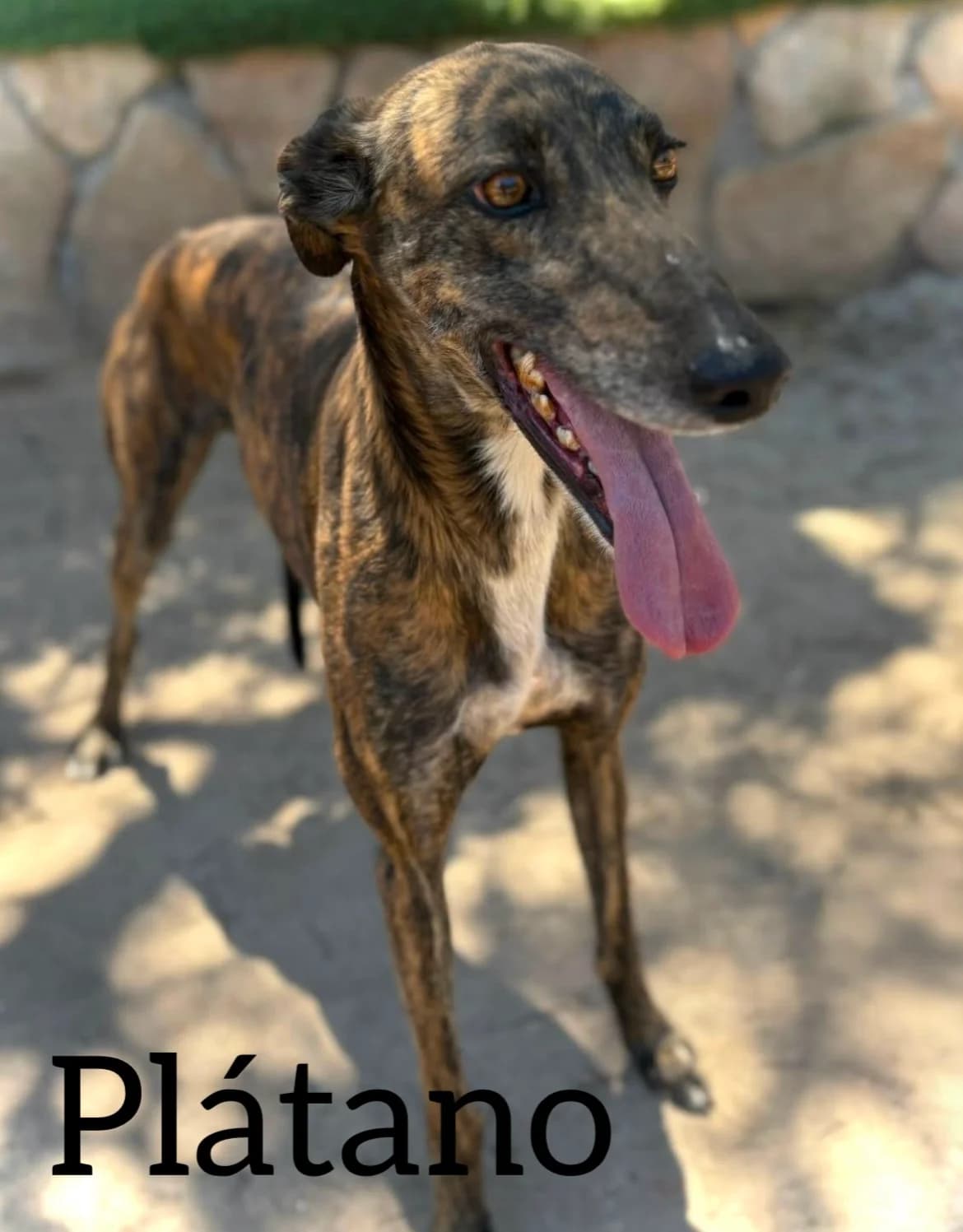 PLATANO, male 4yo Galgo Español for adoption at DogHorseCity, Toledo