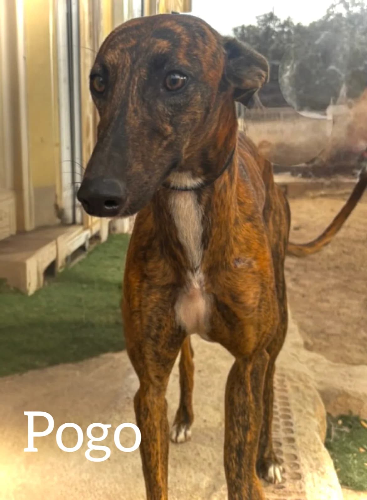 POGO, male young Galgo Español for adoption at DogHorseCity, Toledo