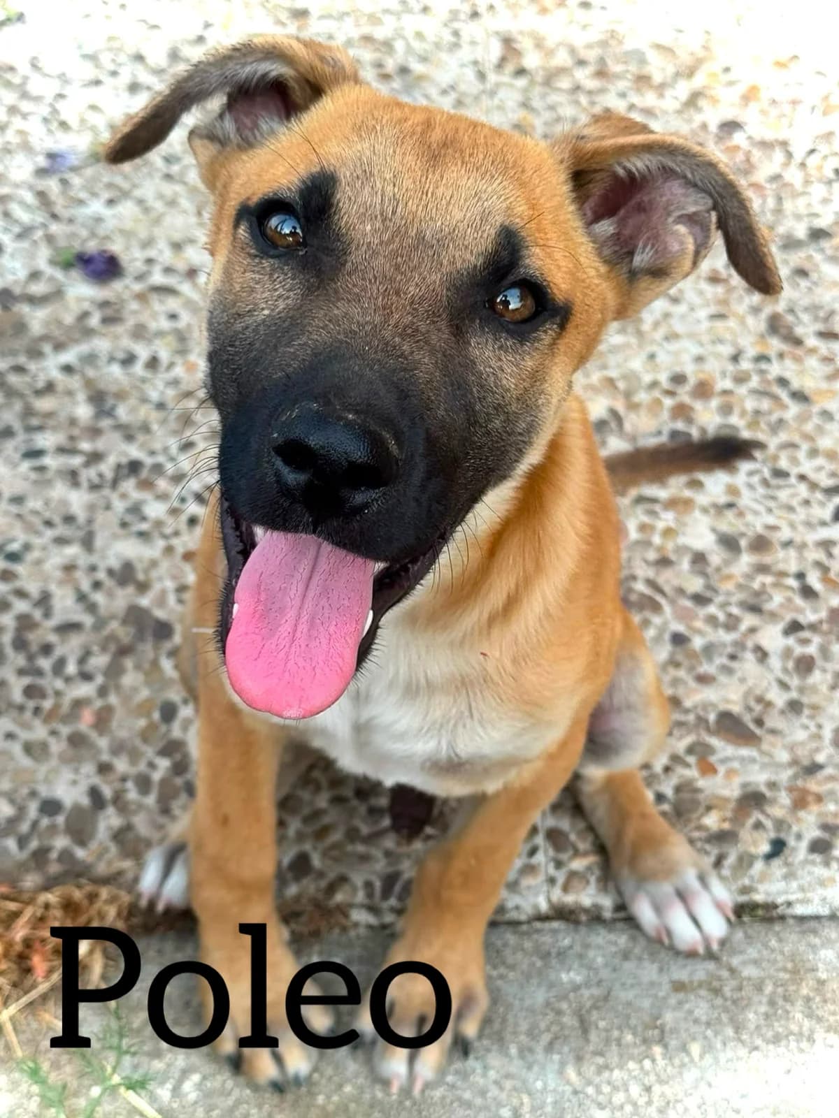 POLEO, male puppy Mixed Breed for adoption at DogHorseCity, Toledo
