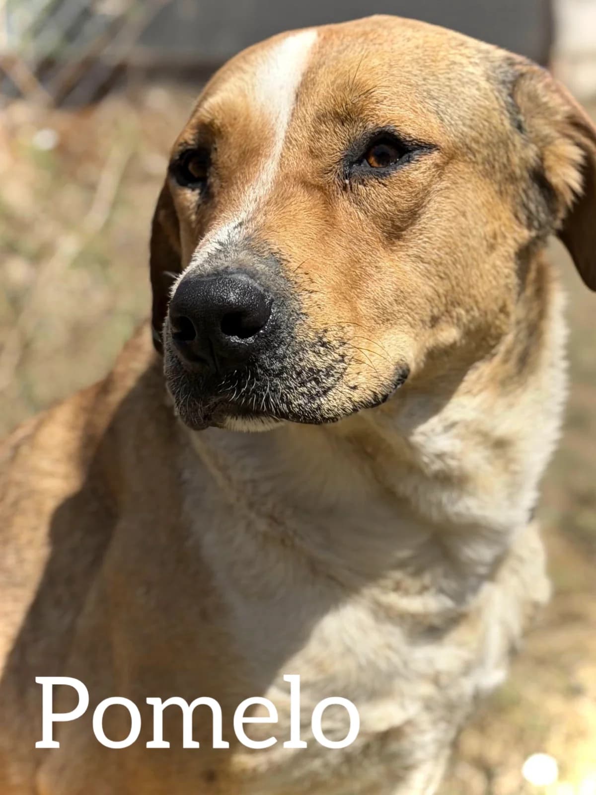 POMELO, male young Mixed Breed for adoption at DogHorseCity, Toledo