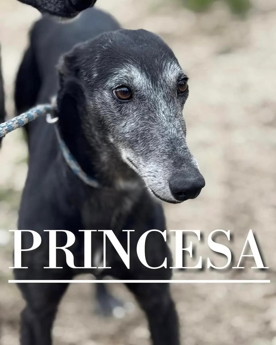 PRINCESA,  4yo mixed breed for adoption at DogHorseCity, Toledo