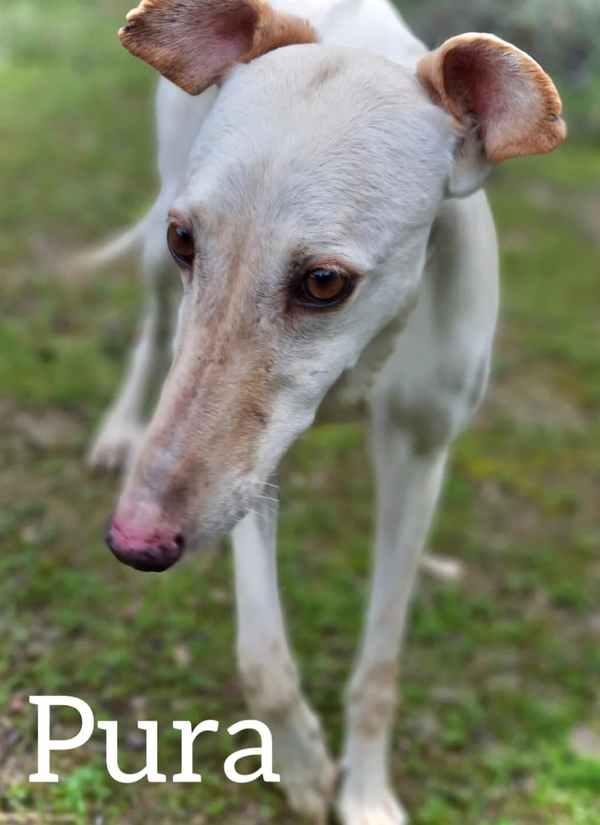 PURA, female 4yo Galgo Español for adoption at DogHorseCity, Toledo