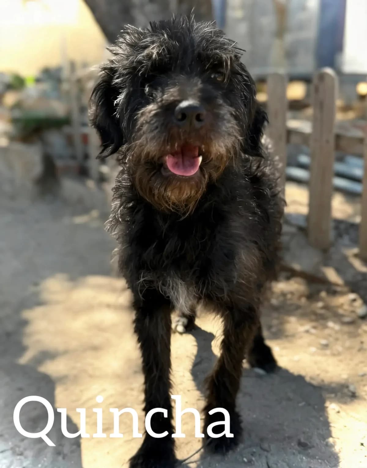 QUINCHA, female 3yo Mixed Breed for adoption at DogHorseCity, Toledo