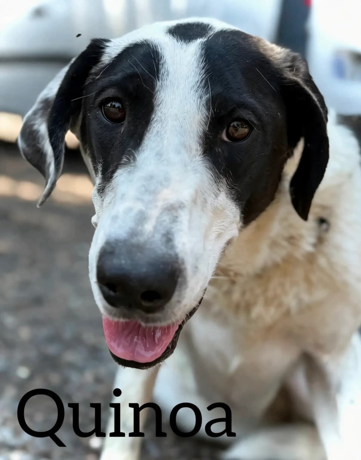 QUINOA, female 3yo Spanish Mastiff for adoption at DogHorseCity, Toledo
