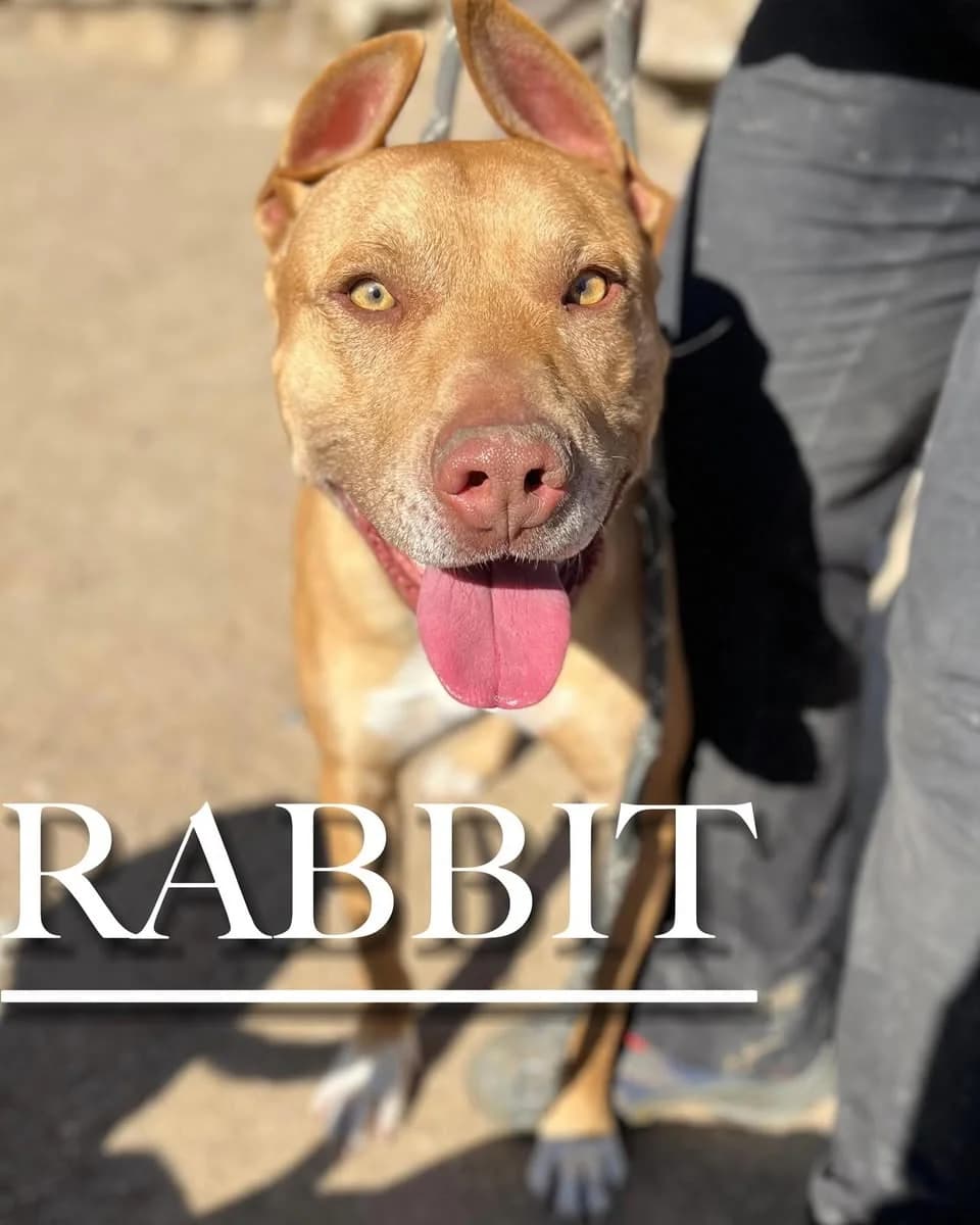 RABBIT, male 3yo Pit Bull Terrier for adoption at DogHorseCity, Toledo