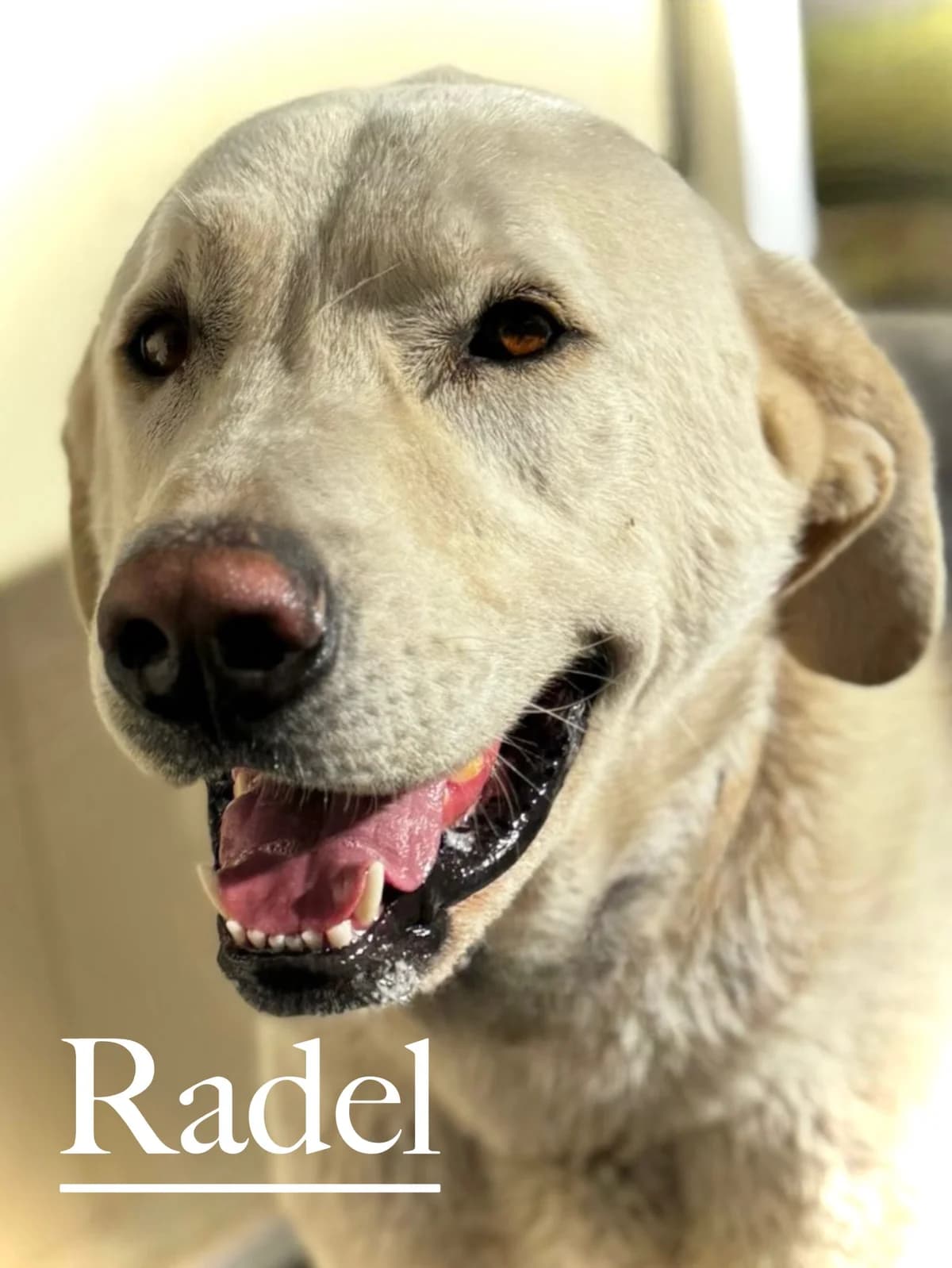 RADEL, male 4yo Spanish Mastiff for adoption at DogHorseCity, Toledo