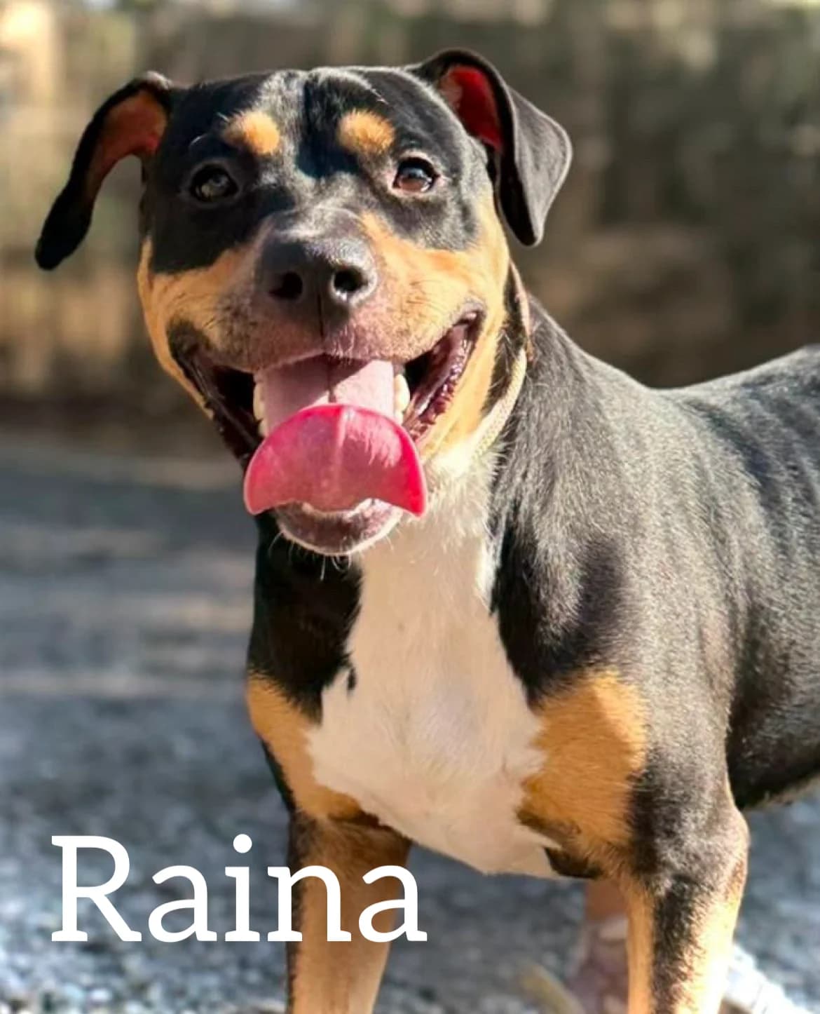 RAINA, female young Pit Bull Terrier for adoption at DogHorseCity, Toledo