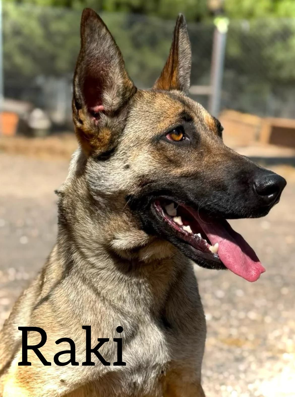 RAKI, female young Belgian Malinois for adoption at DogHorseCity, Toledo
